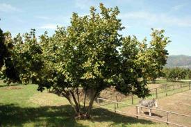 Albero di NOCCIOLA